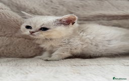 British Shorthair cats for sale: Champion sired Golden Colourpoint Kittens  - Image 25
