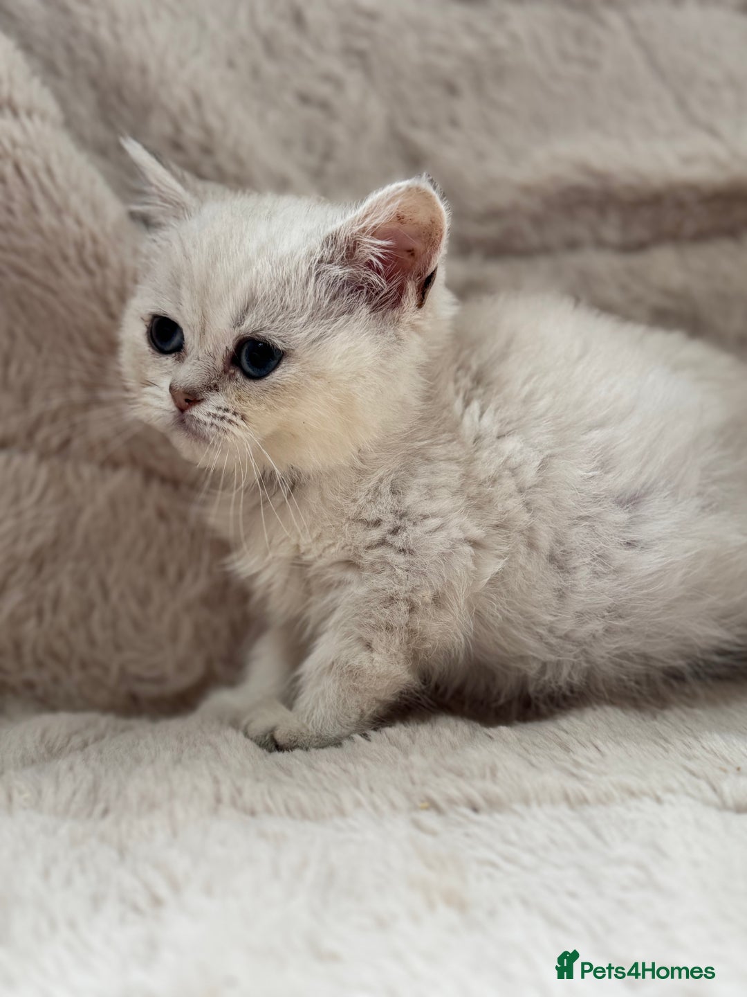 British Shorthair cats for sale: Champion sired Golden Colourpoint Kittens  - Image 25