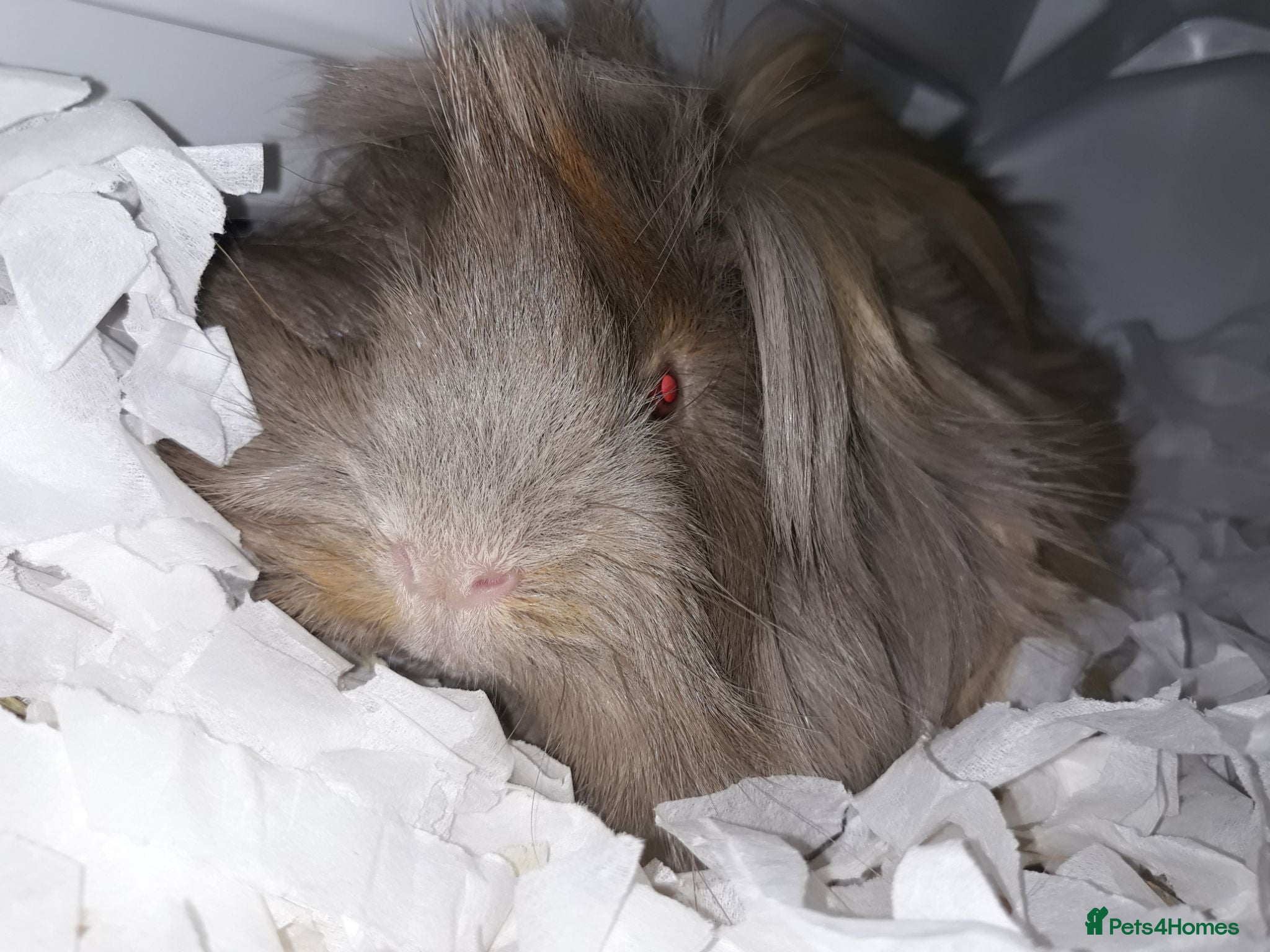 Guinea Pig rodents Mrs laura Allwood Advertise pet  - Advert 2