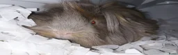 Guinea Pig rodents for sale: Mrs laura Allwood Advertise pet  - Advert 2