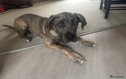 Mixed Breed dogs for sale: Looking for Eddie’s Forever Home - Image 1