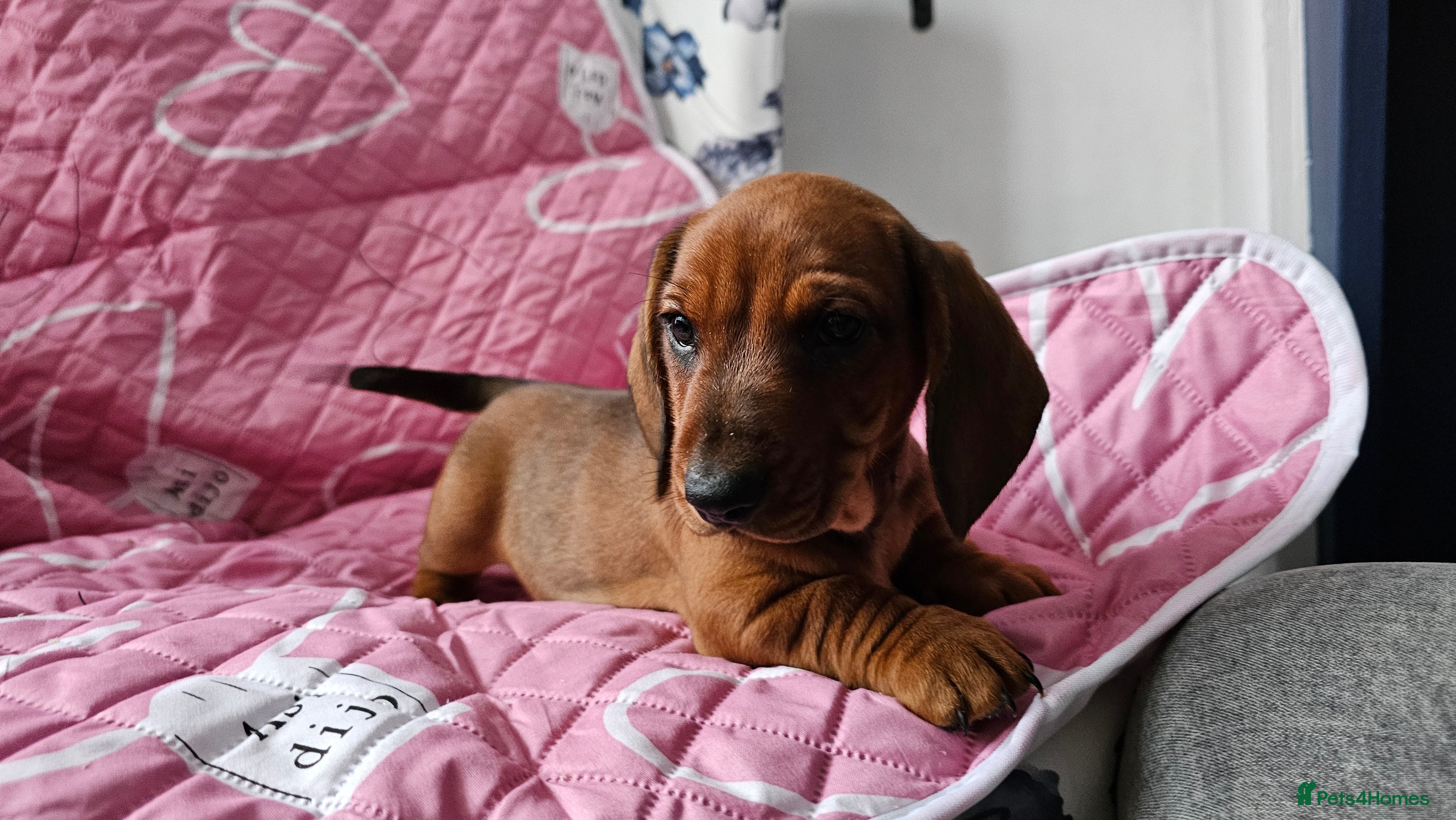 Dachshund dogs Ready Now ! KC Standard Dachshund puppies!  - Advert 5