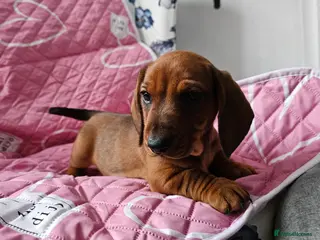 Dachshund dogs Ready Now ! KC Standard Dachshund puppies! - Advert 5