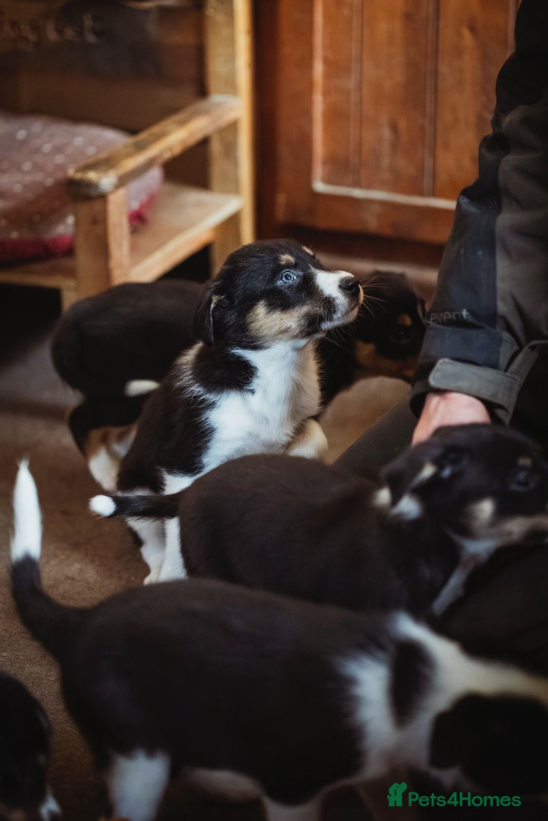 Border Collie dogs for sale: Welsh Collie puppies - Advert 7