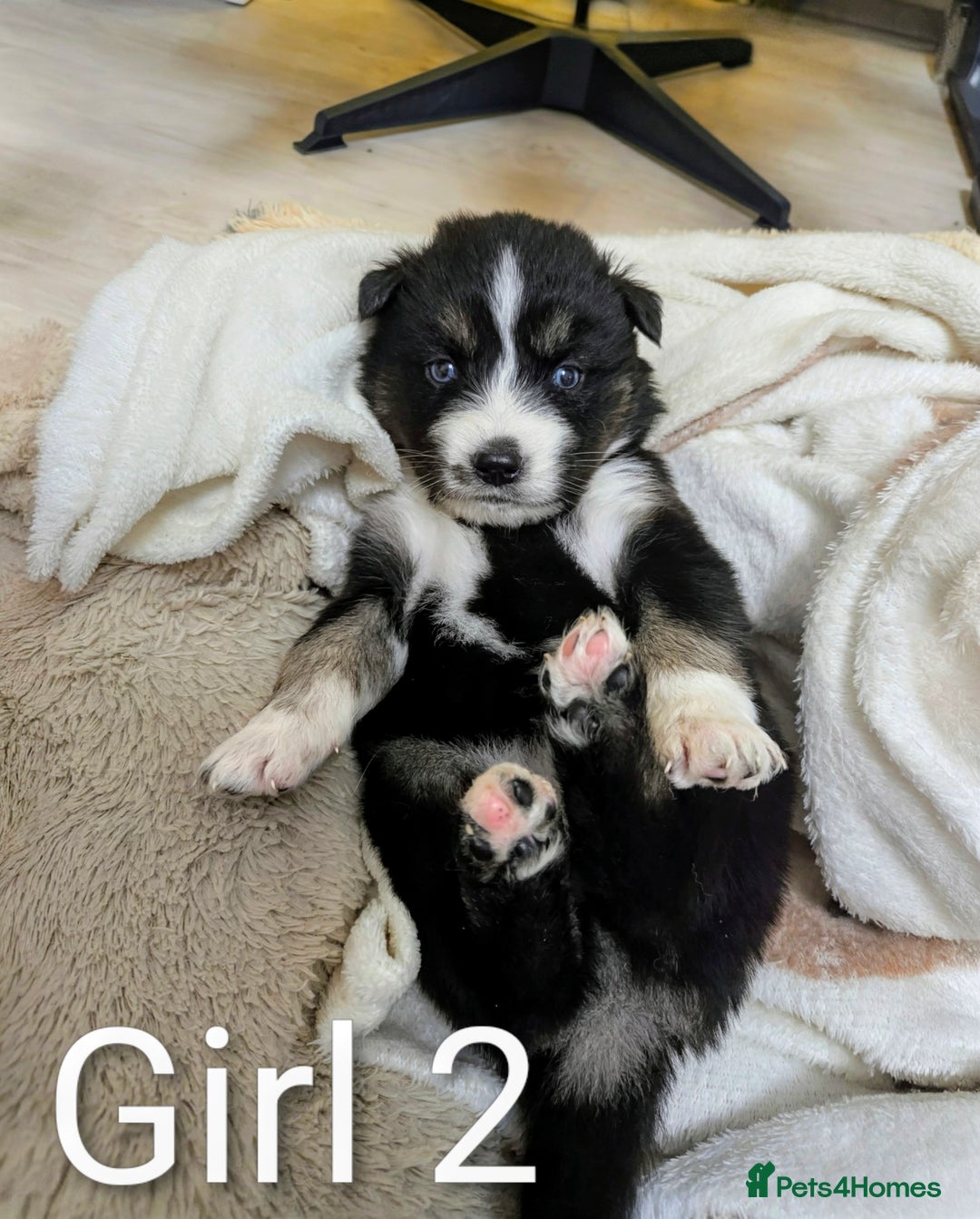 Siberian Husky dogs for sale: Stunning Siberian Husky Puppies for Sale 🐾 - Advert 9