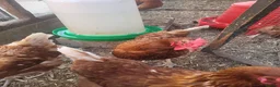 Chickens poultry for sale: Six x warren chickens for sale, lay six eggs a day - Advert 2
