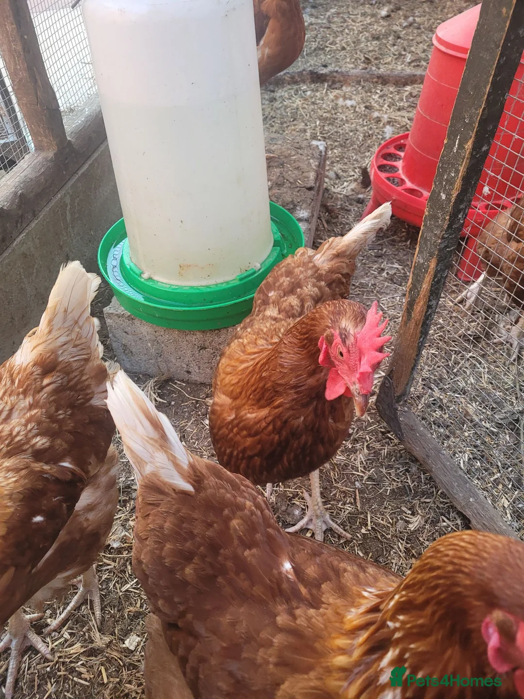 Chickens poultry for sale: Six x warren chickens for sale, lay six eggs a day - Advert 2