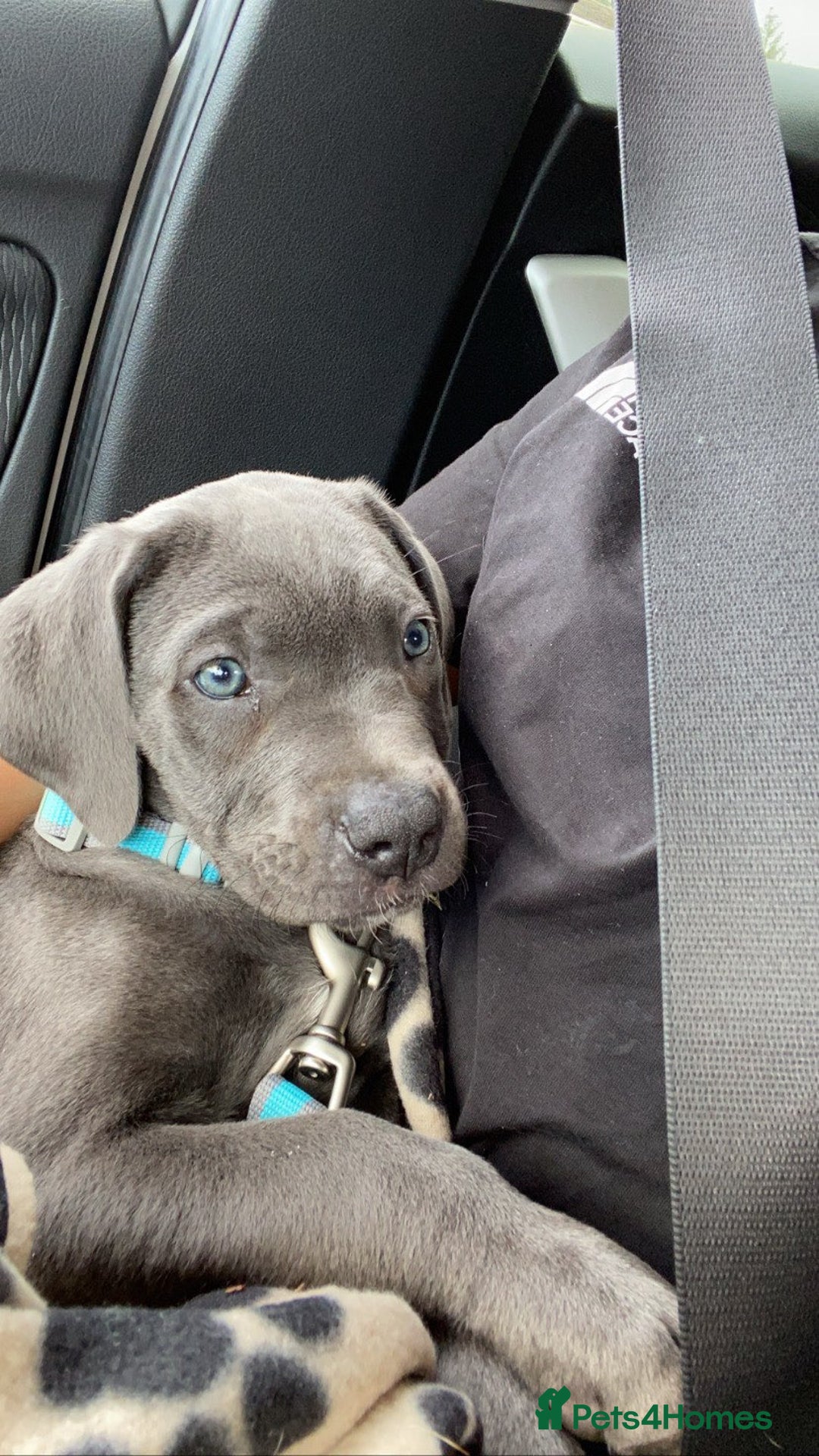 Cane Corso dogs for sale: Female Cane Corso - Advert 3