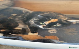 Mixed Breed cats for sale: Tuxedo Girl - Image 4