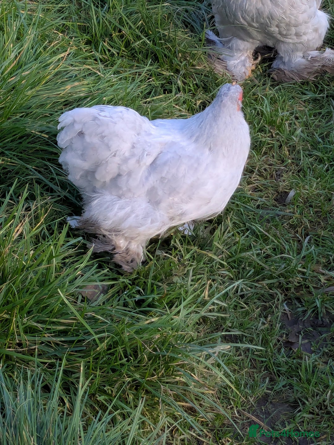 Chickens poultry for sale: Lavender Pekin bantams - Advert 1