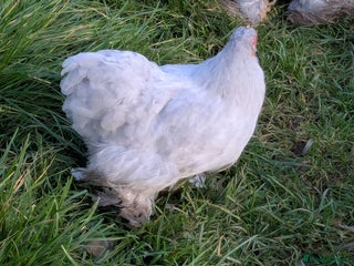 Chickens poultry Lavender Pekin bantams - Advert 1