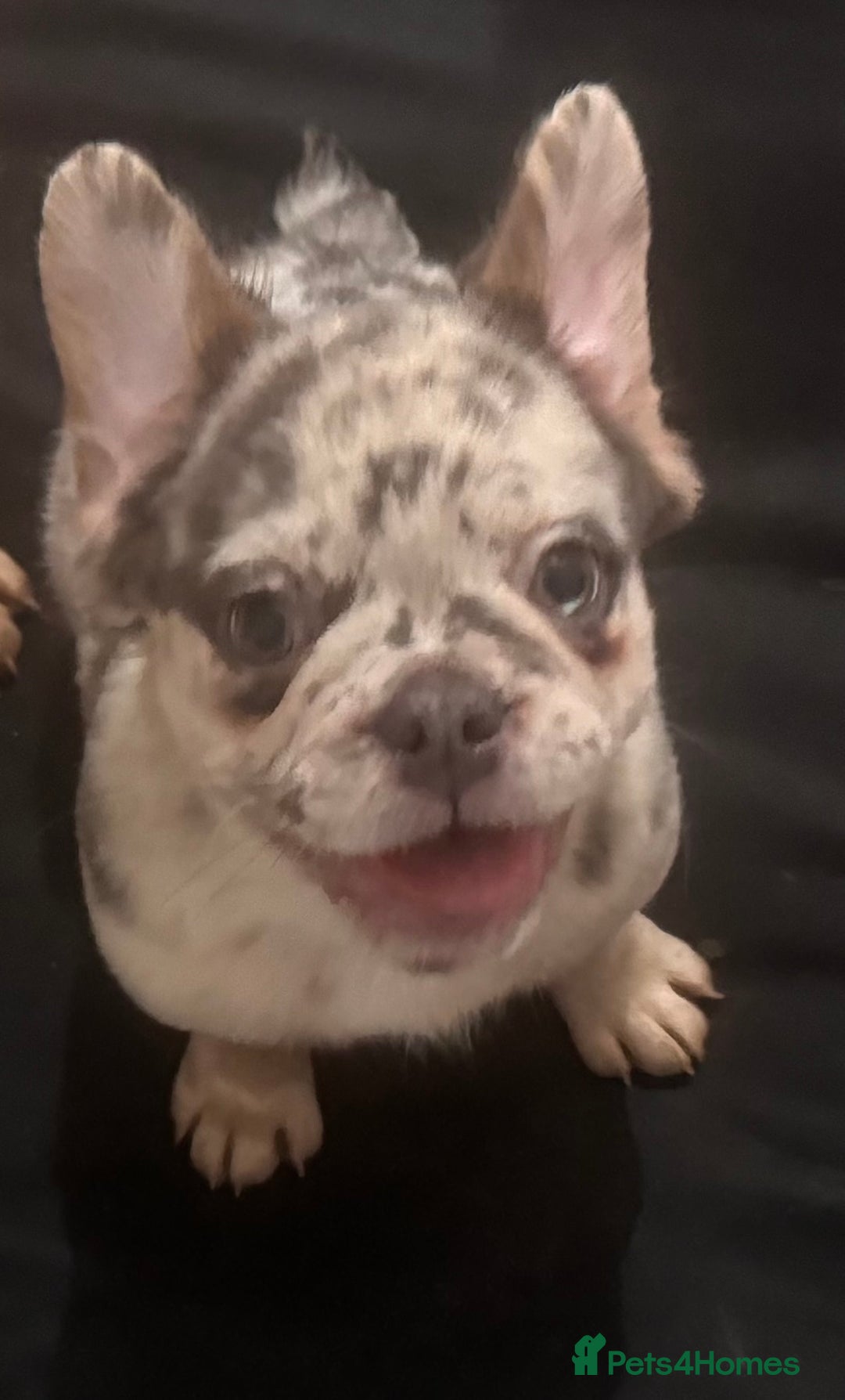 French Bulldog dogs for sale: Beautiful frenchie pups - Advert 5