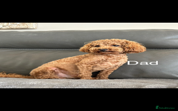 Cockapoo dogs for sale: TOY Cockapoo/ SHOW type F1 / License - Image 20