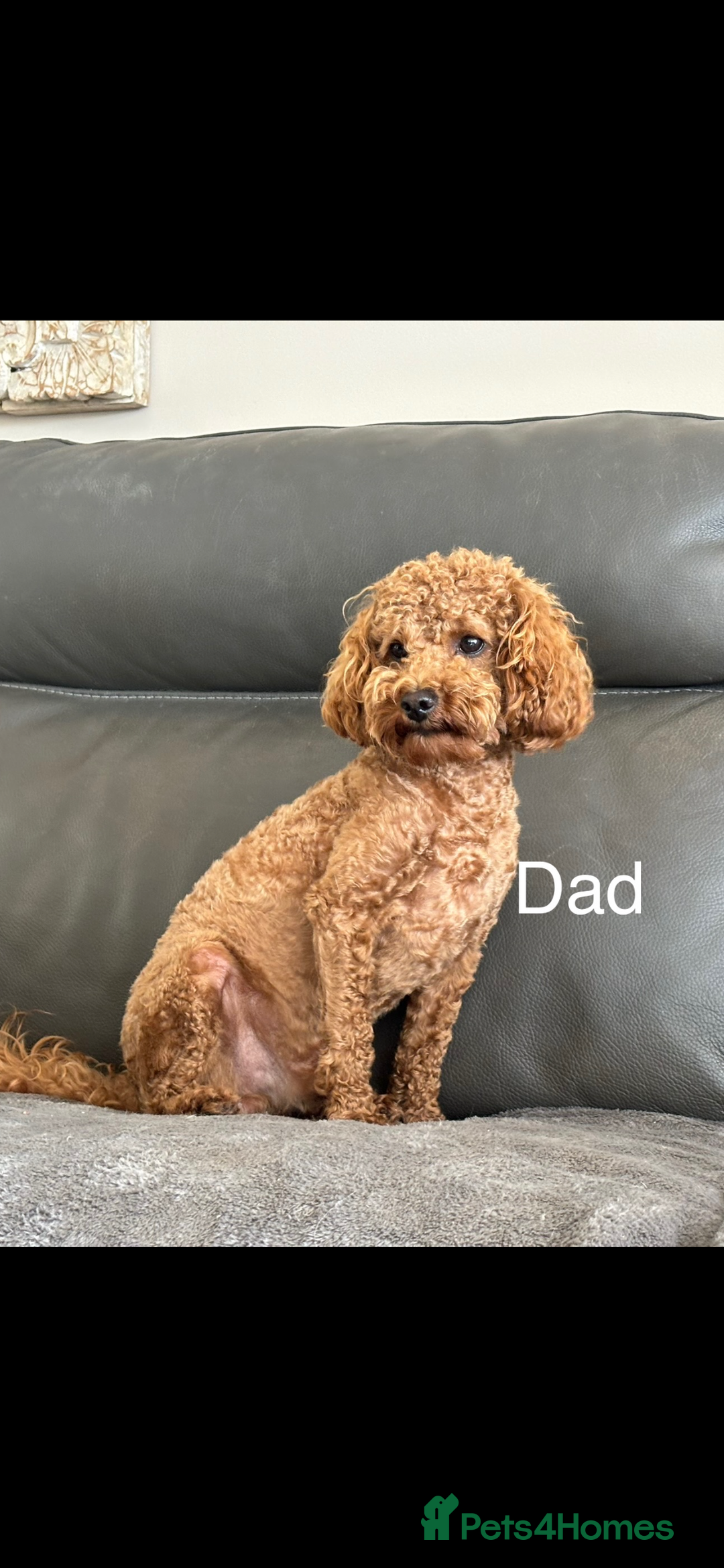 Cockapoo dogs for sale: TOY Cockapoo/ SHOW type F1 / License - Image 20