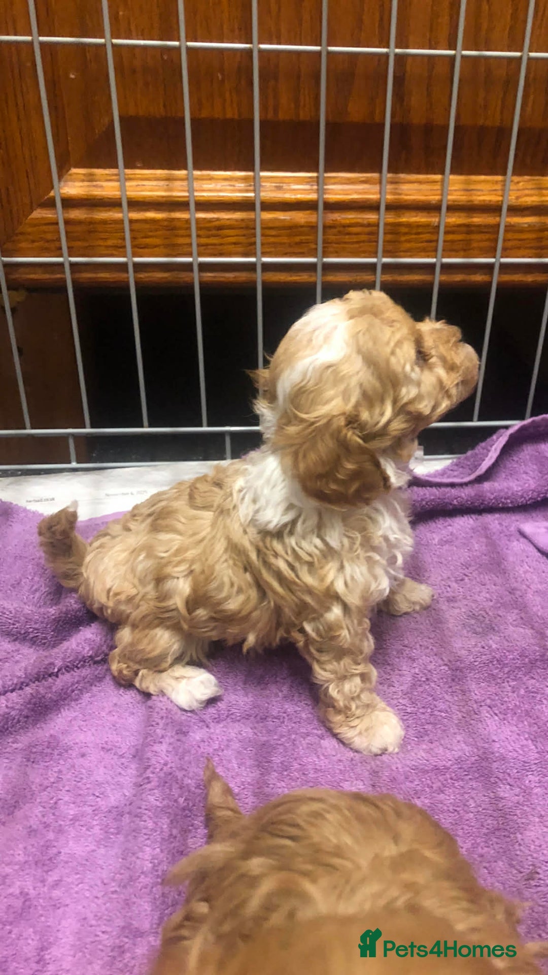 Cavapoo dogs for sale: Cavapoo puppies  - Advert 4