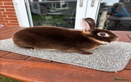 Rex rabbits for sale: Stunning Purebred Chocolate Otter Mini Rex - Image 1