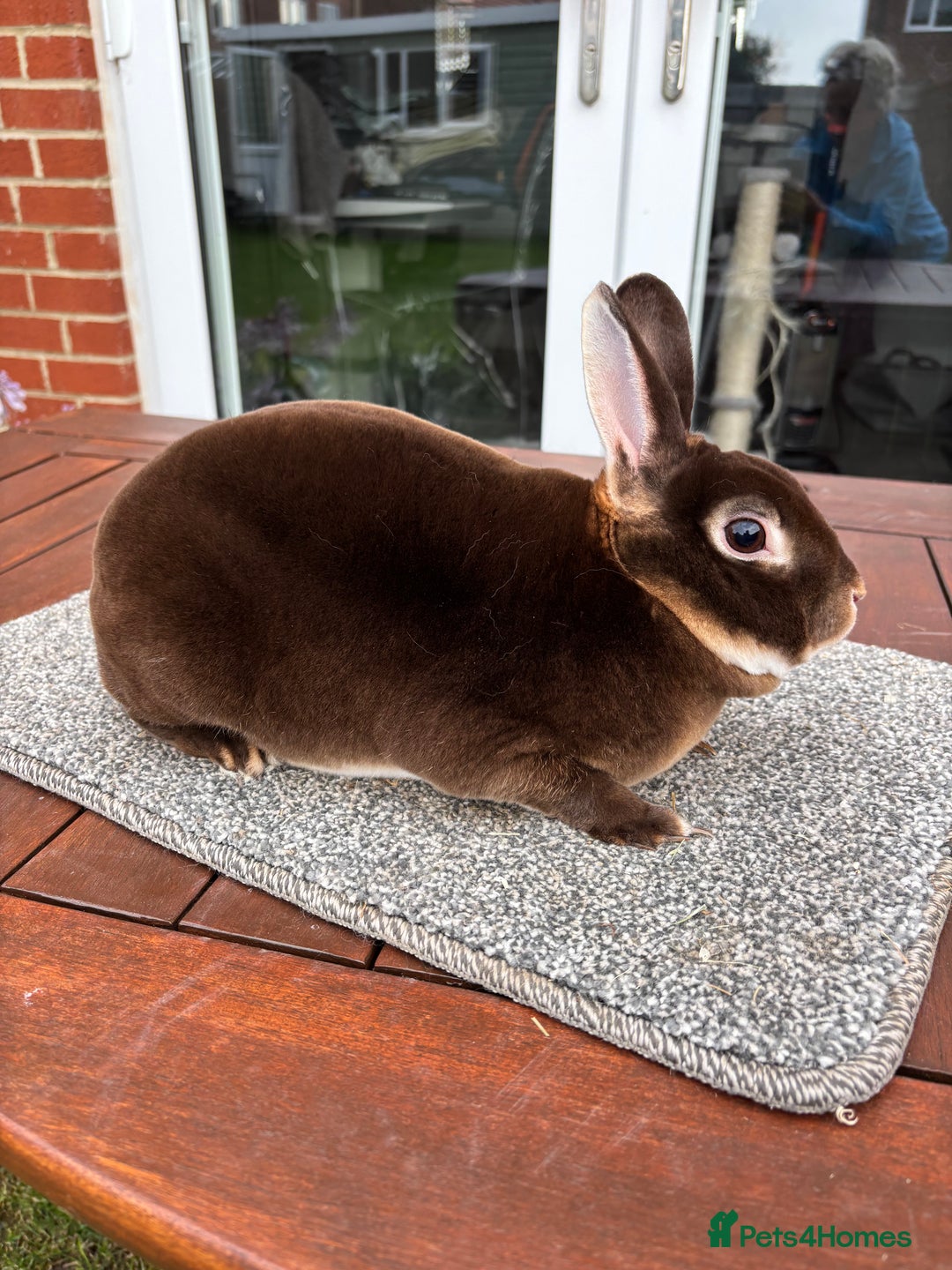 Rex rabbits for sale: Stunning Purebred Chocolate Otter Mini Rex - Image 1