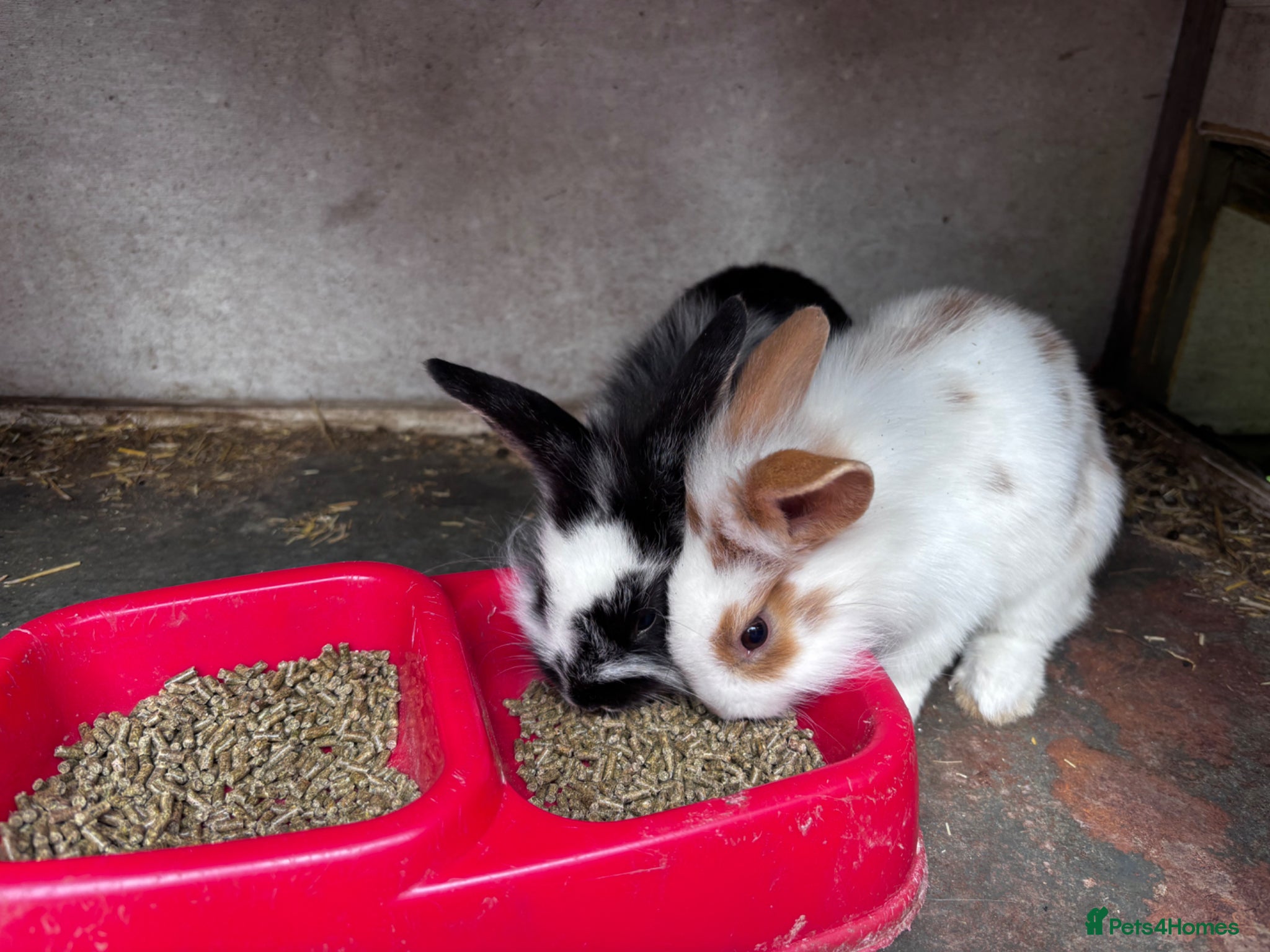 Mini Lion Lop rabbits 5 Beautiful Mini Lionhead Lops £50 Each. - Advert 2