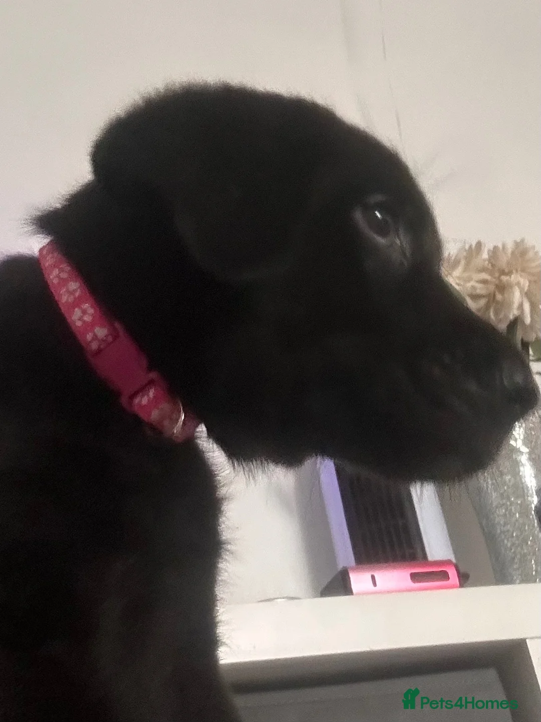 Sheprador dogs for sale: Stunning Jet Black Pups - Advert 12