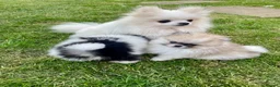 Pomeranian dogs for sale: Teddy bear faced tiny kc Pomeranian girls  - Advert 7