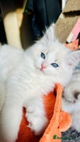 Ragdoll cats DNA Tested Charming Ragdoll Kittens - Advert 4