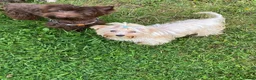 Yorkshire Terrier dogs for sale: Yorkshire terrier boys - Advert 12
