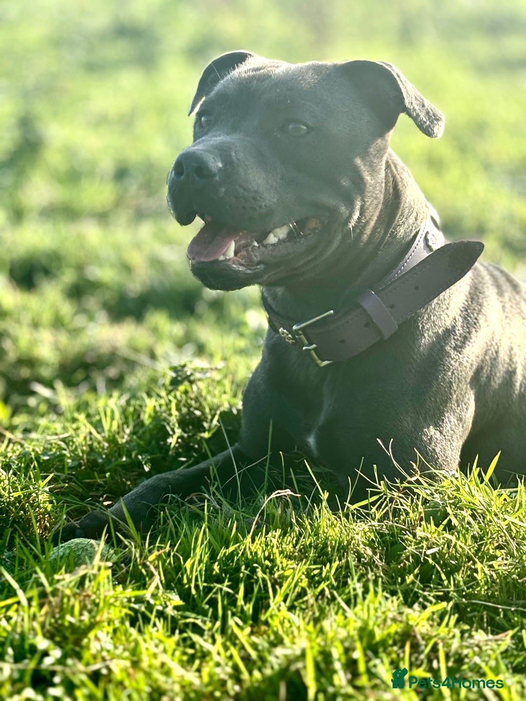 Staffordshire Bull Terrier dogs for stud: Beautiful healthy pedigree stud  - Advert 7