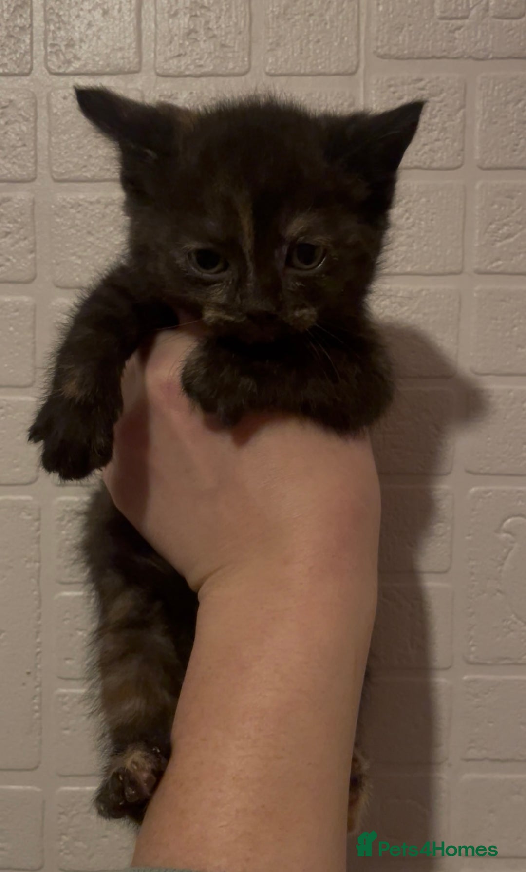 Domestic Shorthair cats for sale: Kittens ready to reserve  - Advert 13