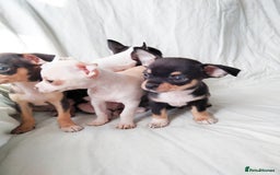 Chihuahua dogs for sale: Gorgeous Baby Chihuahua puppies  - Image 21