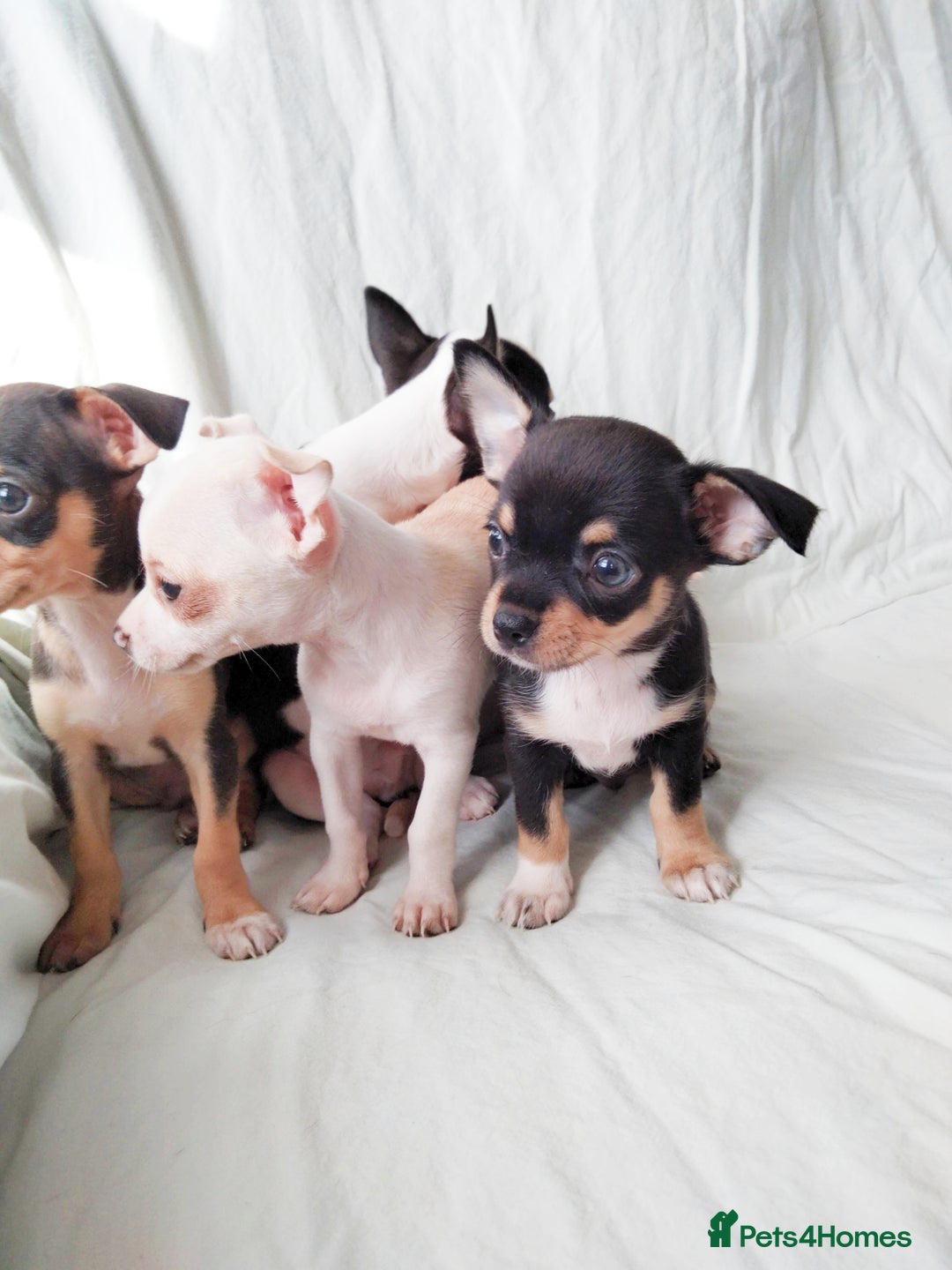 Chihuahua dogs for sale: Gorgeous Baby Chihuahua puppies  - Image 21