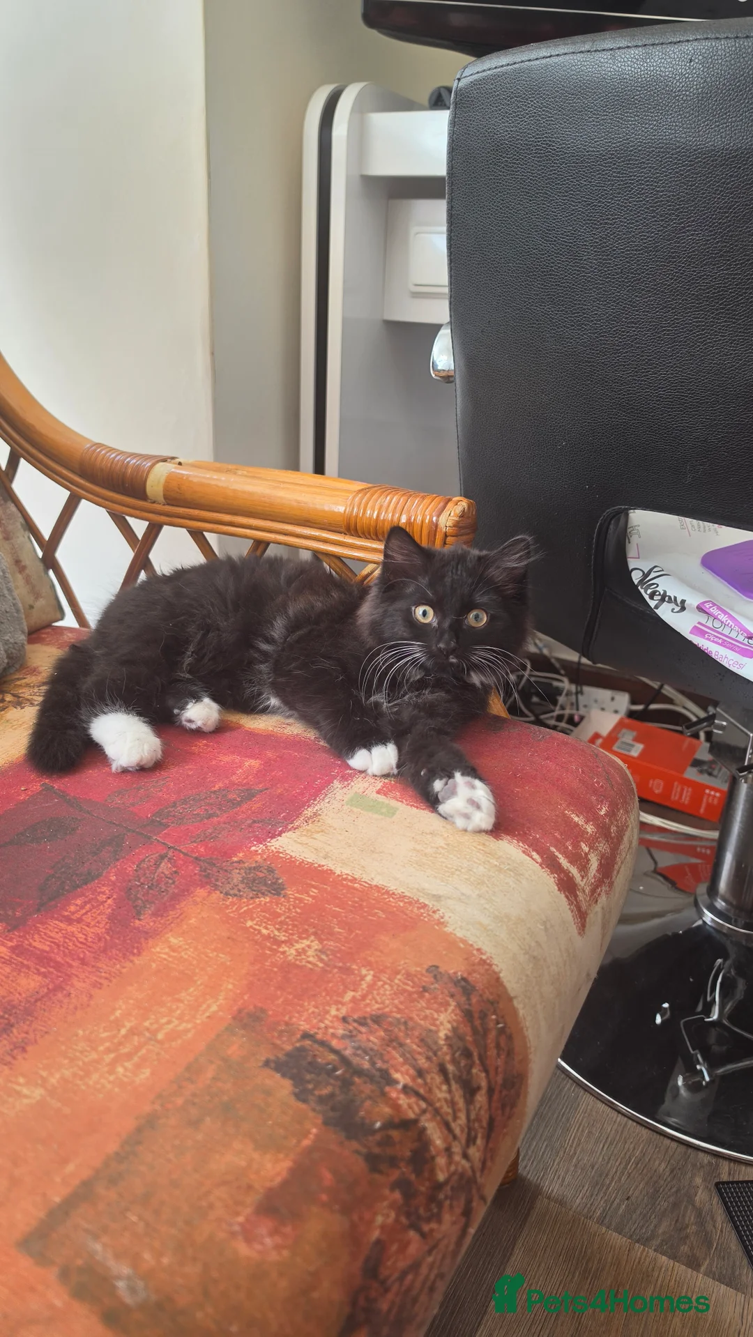Mixed Breed cats for sale: they are looking for a new home - Advert 2