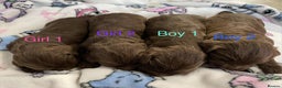 Cockapoo dogs for sale: Beautiful litter of 2 boys 2 girls - Advert 6