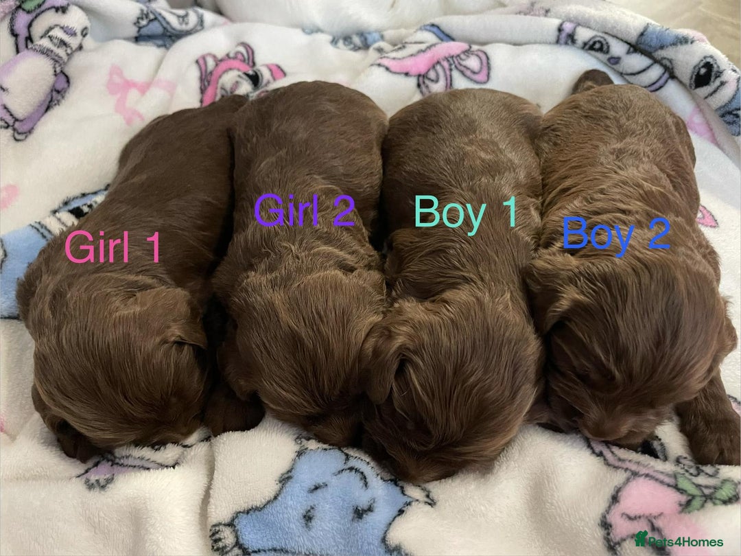 Cockapoo dogs for sale: Beautiful litter of 2 boys 2 girls - Advert 6