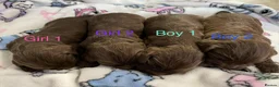 Cockapoo dogs for sale: (LAST BOY) Beautiful litter of 2 boys 2 girls - Advert 9