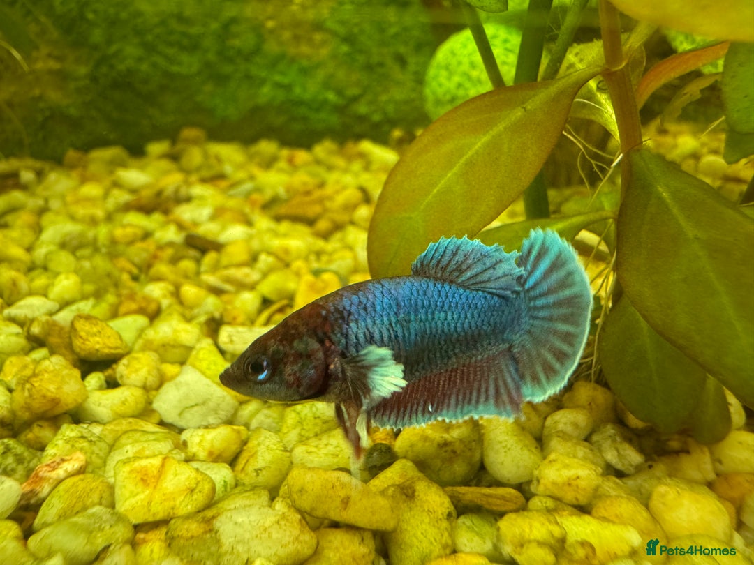 Bettas fish for sale: 350Litre 4ft Tank Plus Fish plants and decorations - Advert 4