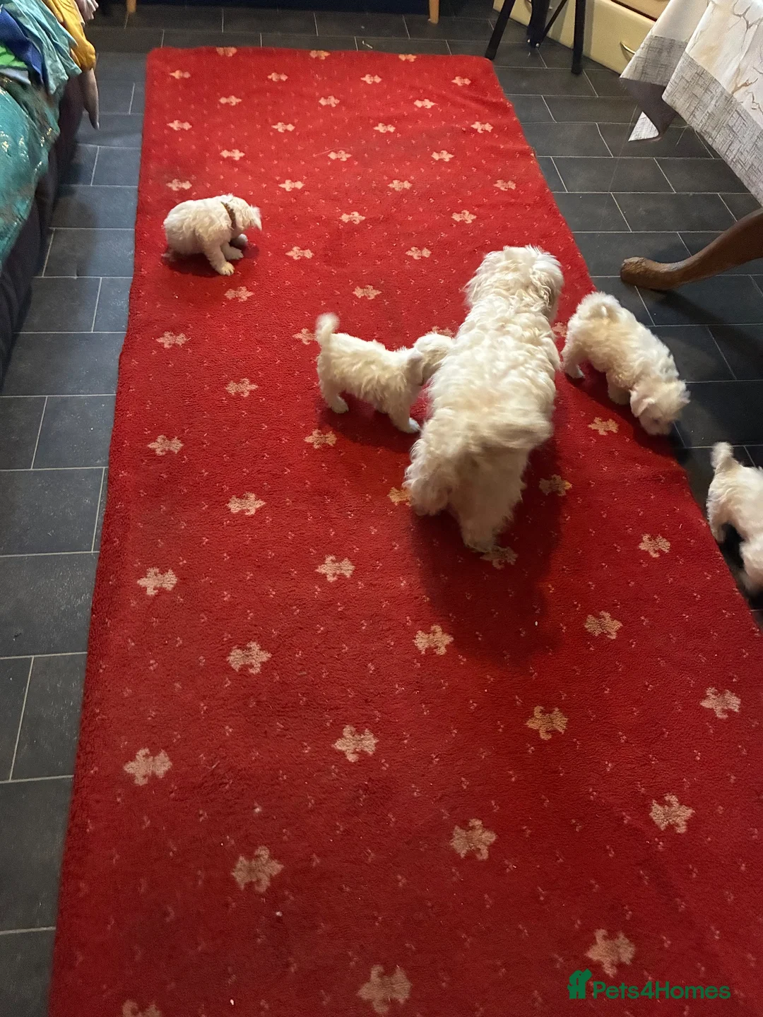 Bichon Frise dogs for sale: 6 beautiful bichon Frise x bichon Maltese  - Advert 15