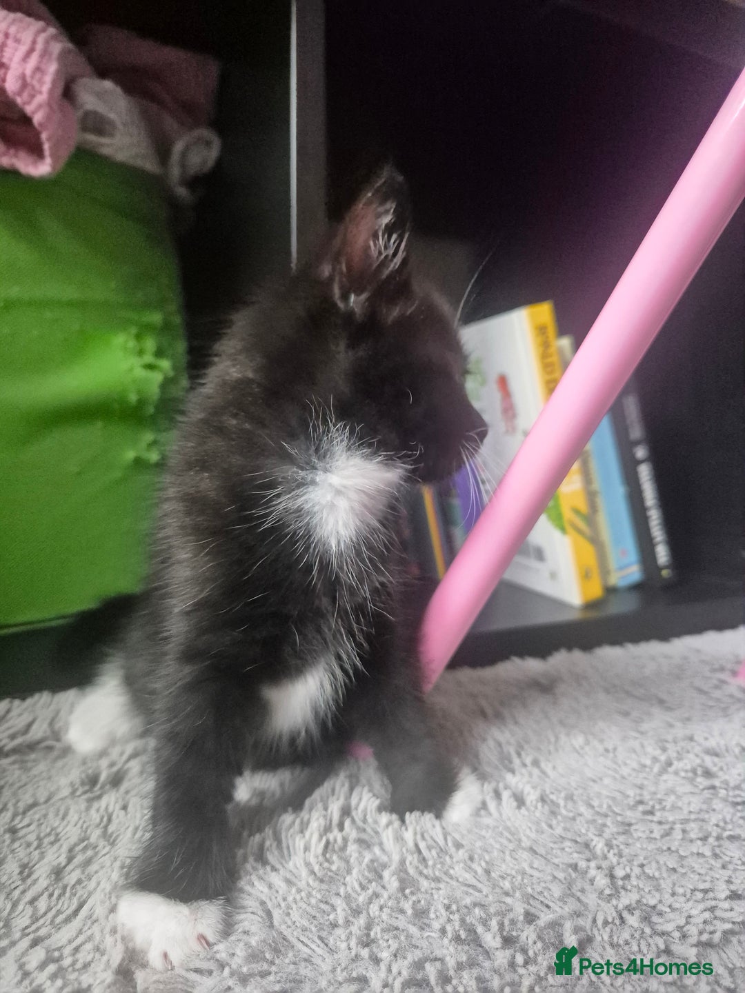 Mixed Breed cats for sale: 4 black and white kittens - Image 17