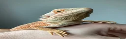 Bearded Dragon reptiles for sale: Bearded Dragon + 4ft Viv LumenIZE Setup - Advert 3