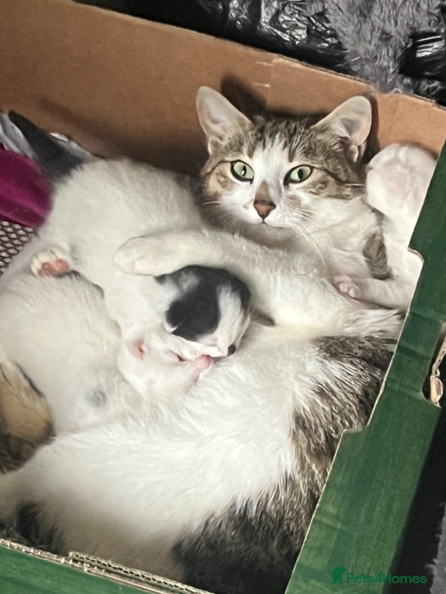 Domestic Shorthair cats for sale: A lovely domestic shorthair kitten - Advert 2