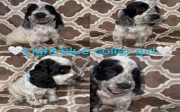 Cocker Spaniel dogs for sale: Cocker spaniel puppy’s - Image 8