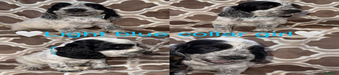 Cocker Spaniel Puppy 6