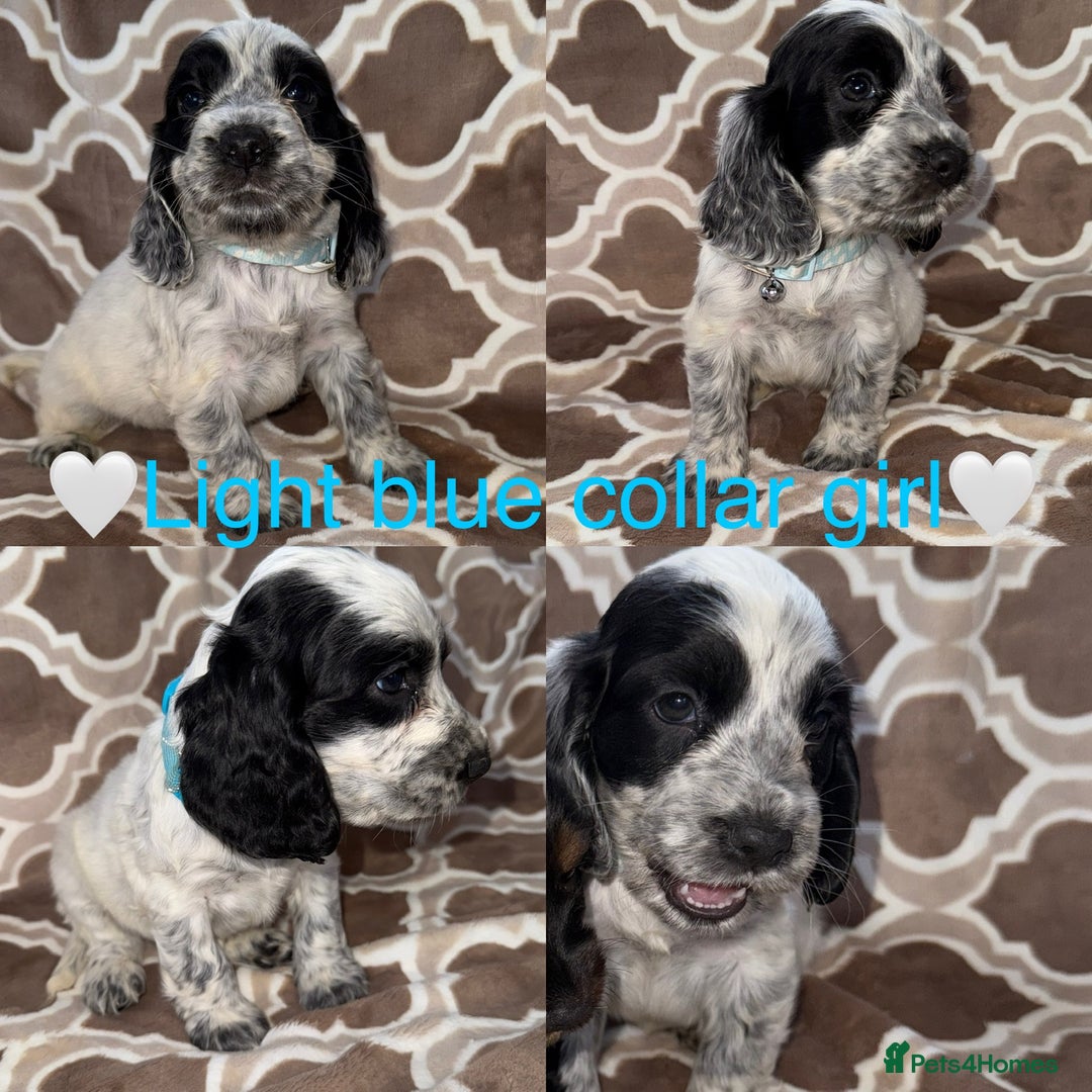 Cocker Spaniel dogs for sale: Cocker spaniel puppy’s - Image 8