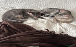 Bengal cats for sale: Half breed Bengal kittens for sale - Image 4