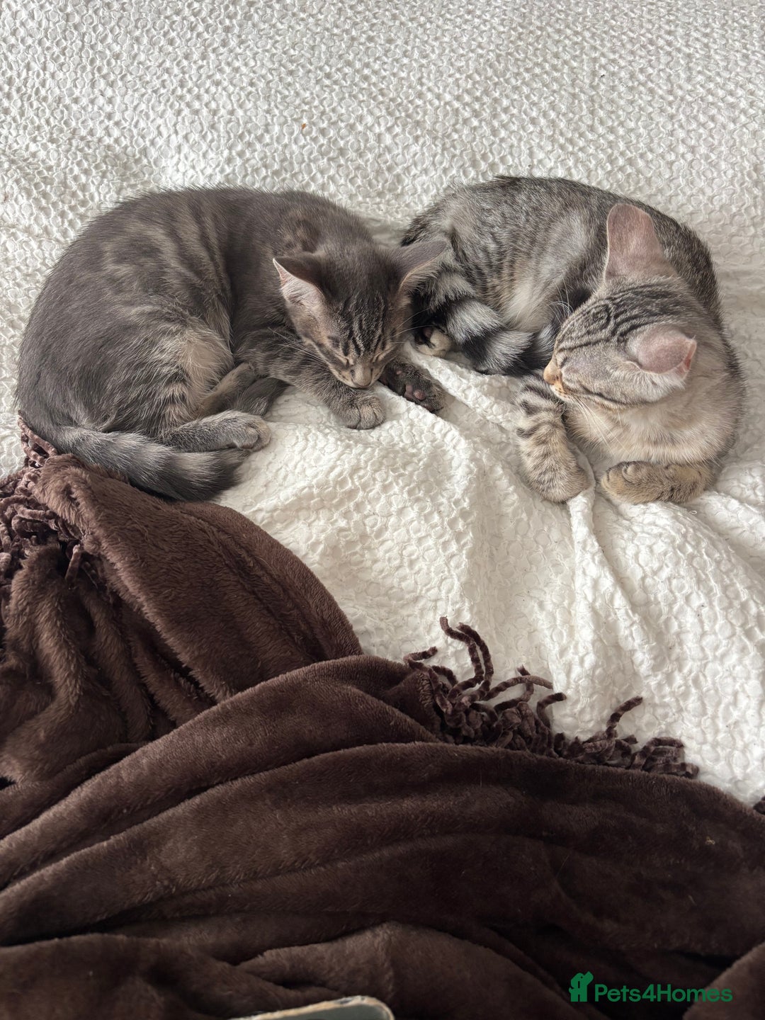 Bengal cats for sale: Half breed Bengal kittens for sale - Image 4