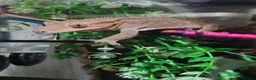 Gecko reptiles for sale: Male crested gecko - Advert 3