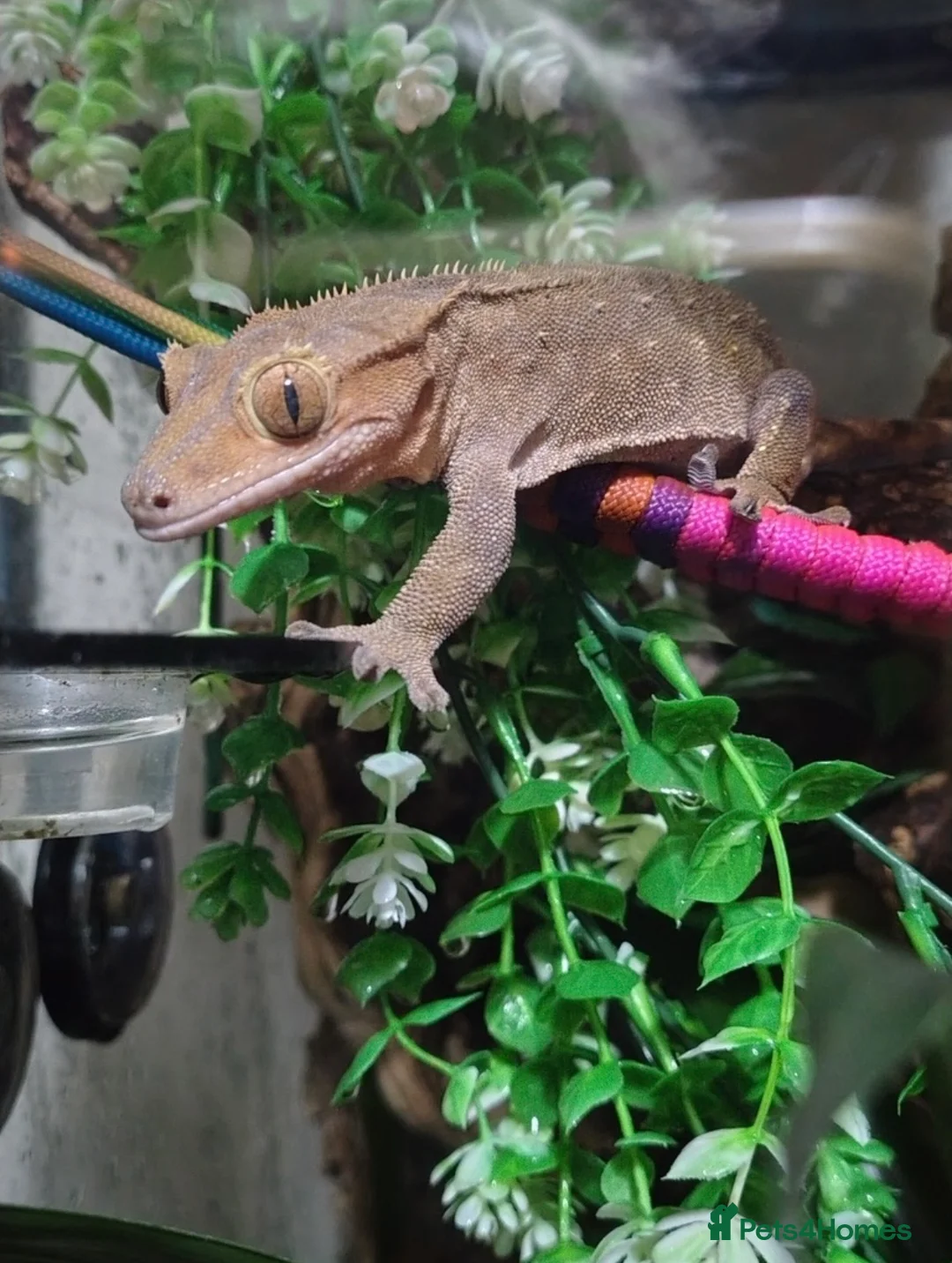 Gecko reptiles for sale: Male crested gecko - Advert 3