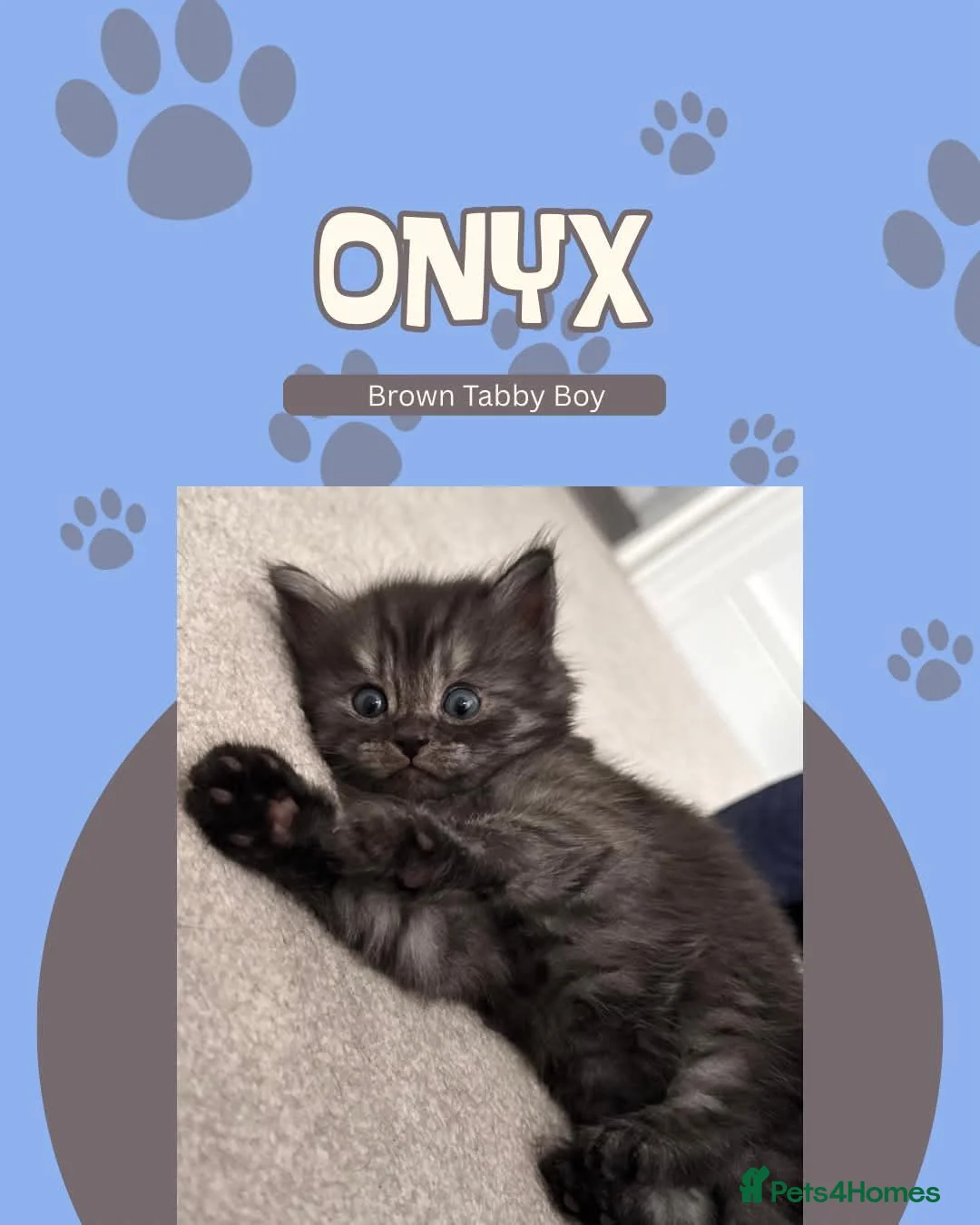 Siberian cats for sale: 4 Stunning Siberian X Norwegian Forest Kittens🐾   - Advert 2