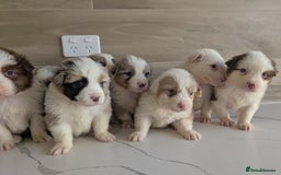 Australian Shepherd dogs for sale: Australian Shepherd puppies for sale  - Image 8