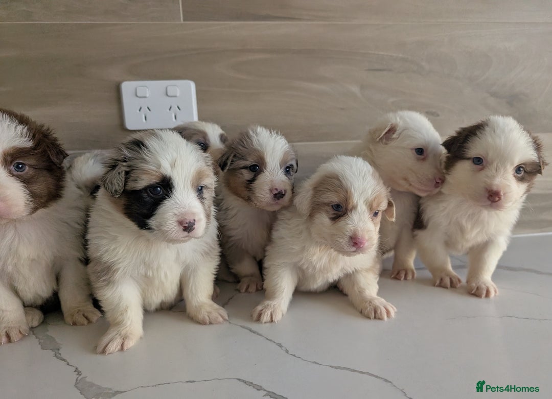 Australian Shepherd dogs for sale: Australian Shepherd puppies for sale  - Image 8