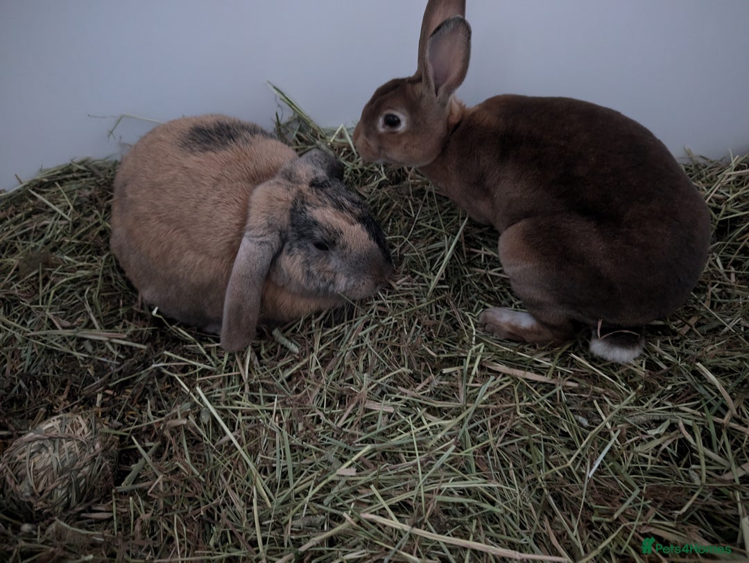 Rex rabbits for sale: Two Neutered male rabbits - Image 2